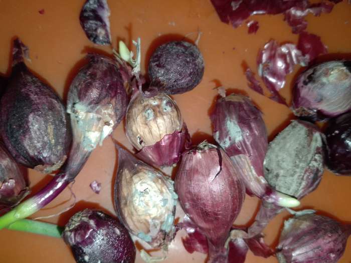 Фотография покупателя товара Лук севок Кармен , р-р 18-21, 1 кг, Весна 2025 - Фото 5