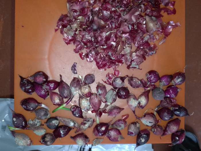 Фотография покупателя товара Лук севок Кармен , р-р 18-21, 1 кг, Весна 2025 - Фото 8