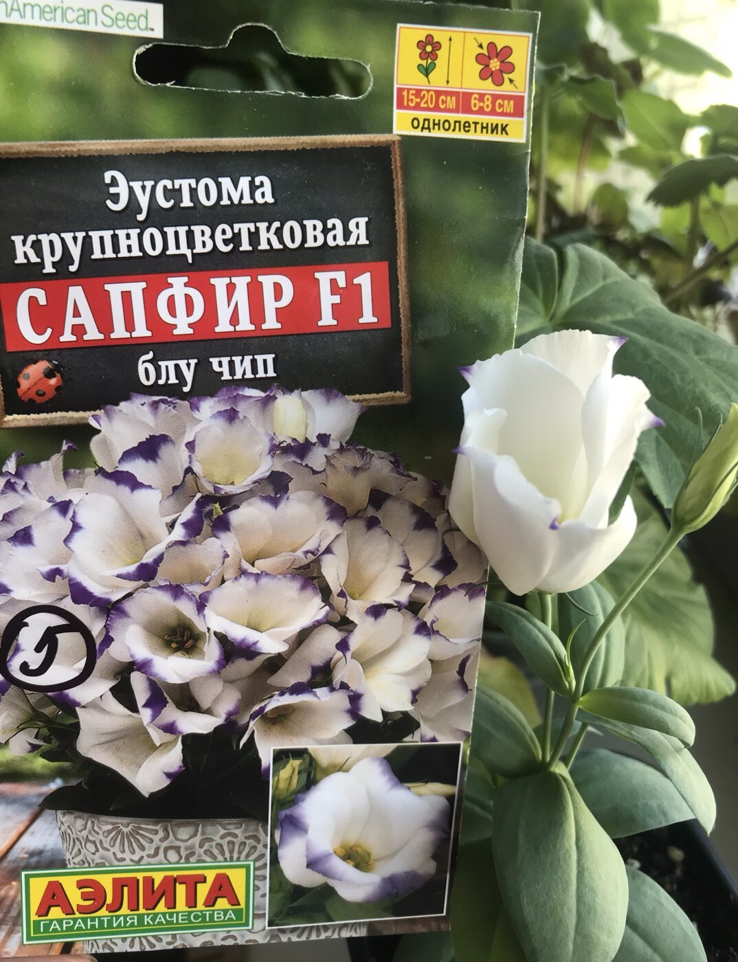 Фотография покупателя товара Семена цветов Эустома "Сапфир" Блу Чип, крупноцветковая, 5 шт - Фото 1