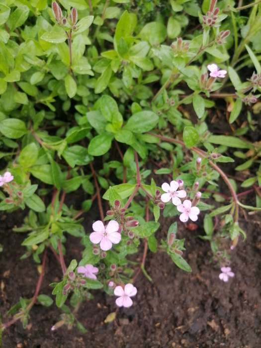 Фотография покупателя товара Семена Сапонария Мыльный корень   Мн Двойная польза Ц/П 0,1г - Фото 2