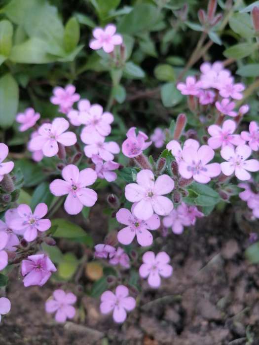 Фотография покупателя товара Семена Сапонария Мыльный корень   Мн Двойная польза Ц/П 0,1г - Фото 3