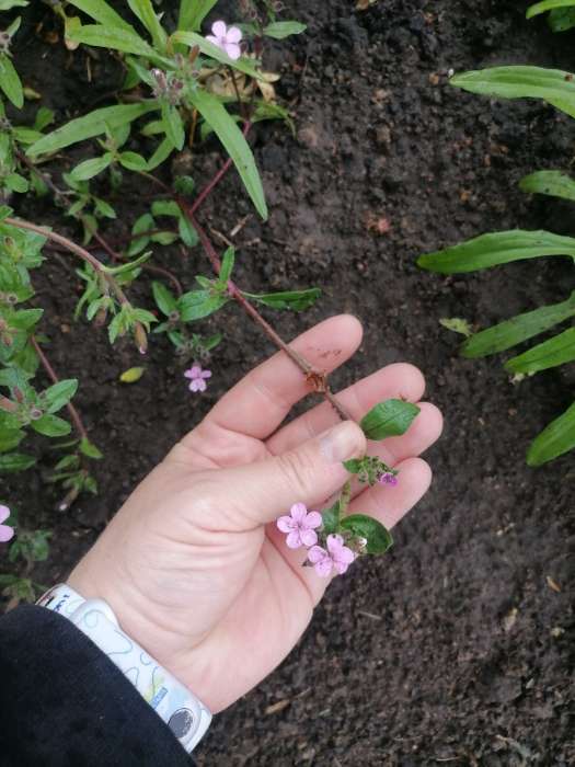 Фотография покупателя товара Семена Сапонария Мыльный корень   Мн Двойная польза Ц/П 0,1г - Фото 4