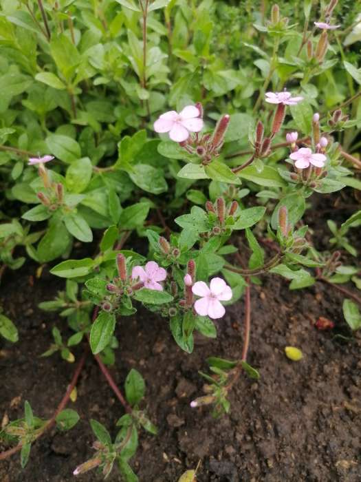 Фотография покупателя товара Семена Сапонария Мыльный корень   Мн Двойная польза Ц/П 0,1г - Фото 5