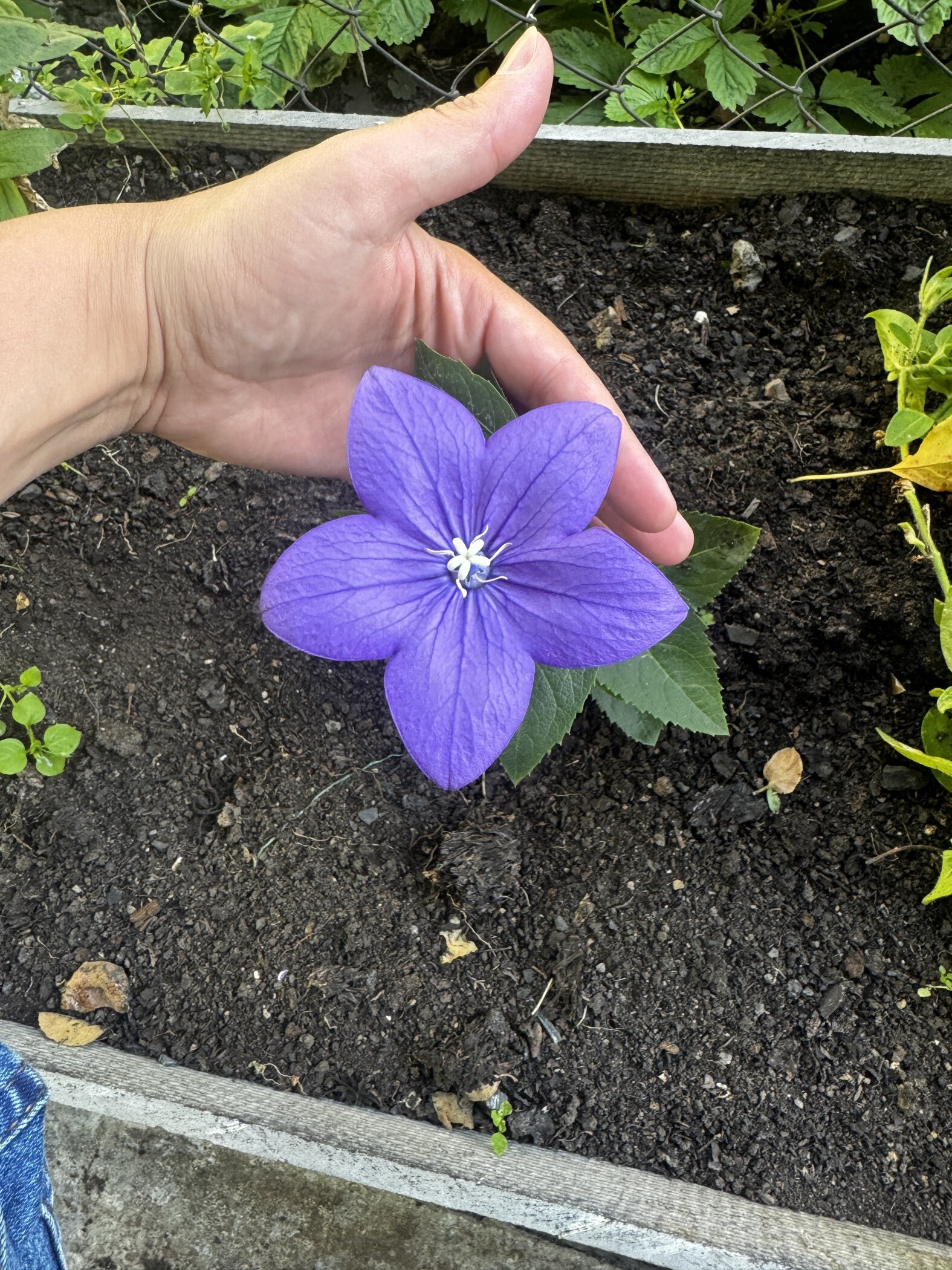 Фотография покупателя товара Семена цветов Платикодон «Астра», Смесь, F1, 5 шт., «Престиж семена» - Фото 1