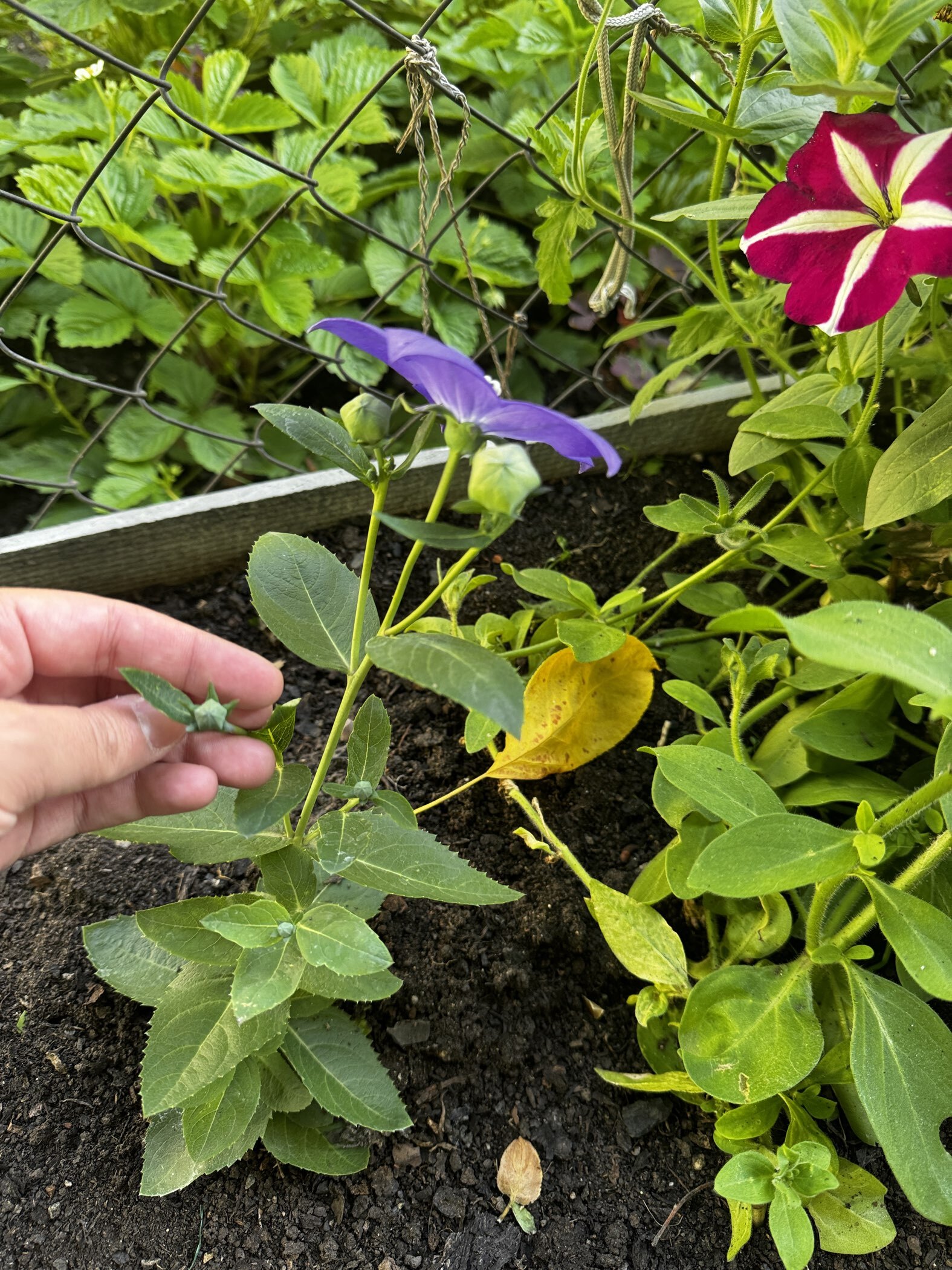 Фотография покупателя товара Семена цветов Платикодон «Астра», Смесь, F1, 5 шт., «Престиж семена» - Фото 2