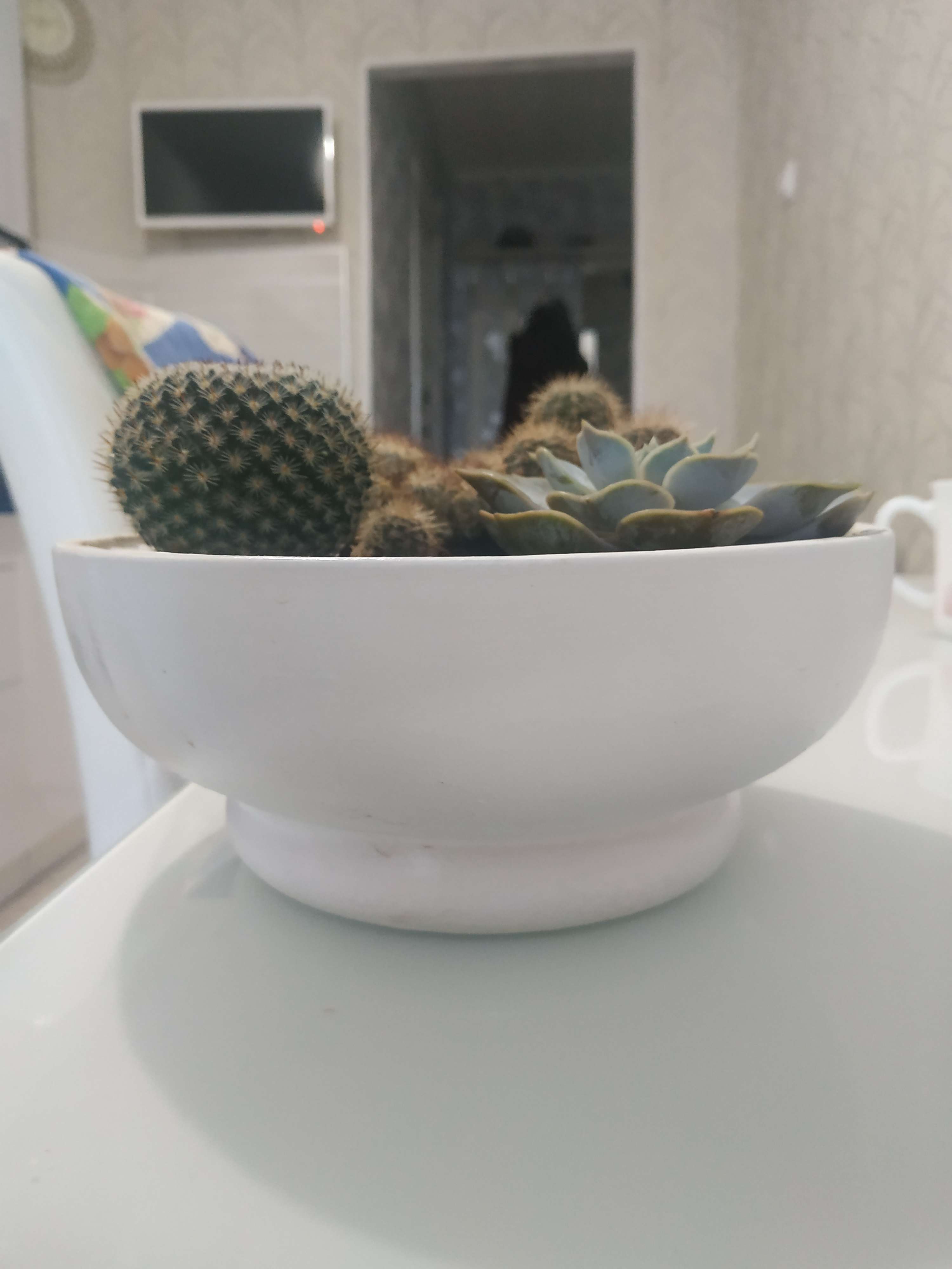 Фотография покупателя товара Горшок "Бонсай №2" для кактусов и суккулентов, белый, 1 л/19х7см - Фото 1