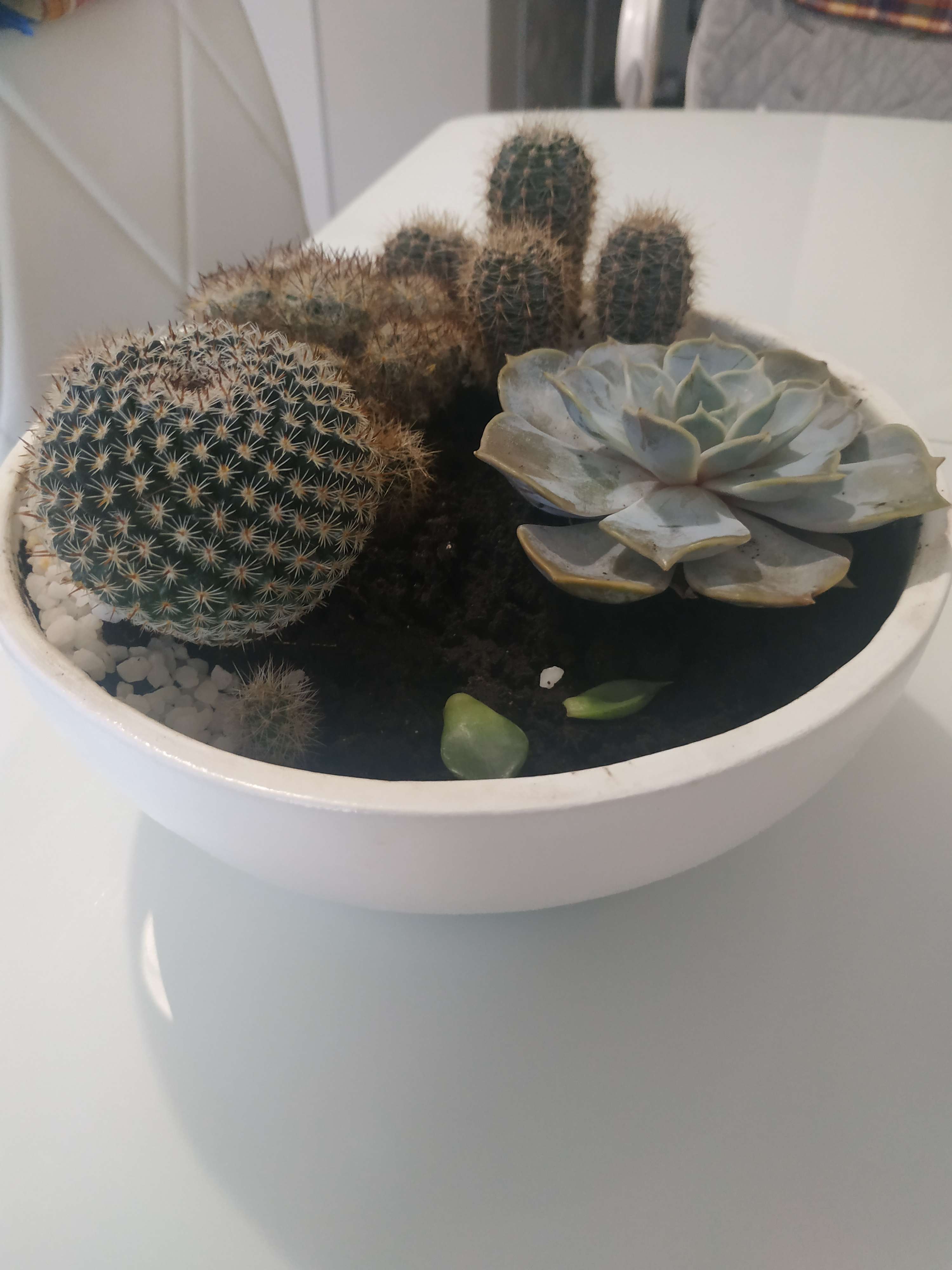 Фотография покупателя товара Горшок "Бонсай №2" для кактусов и суккулентов, белый, 1 л/19х7см - Фото 2