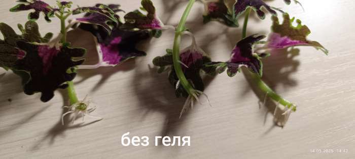 Фотография покупателя товара Средство «Фитоклон для укоренения черенков растений» Effect+™, гель, 4 мл - Фото 3