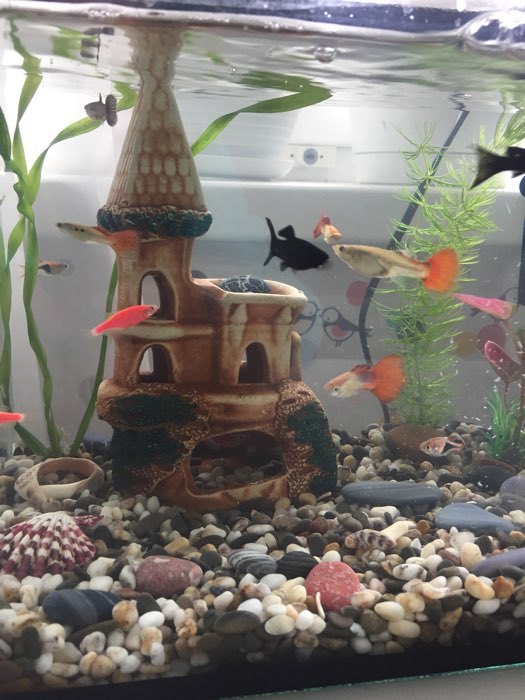 Фотография покупателя товара Декорация для аквариума "Ласточкино гнездо", 8 х 12 х 17 см, микс - Фото 1