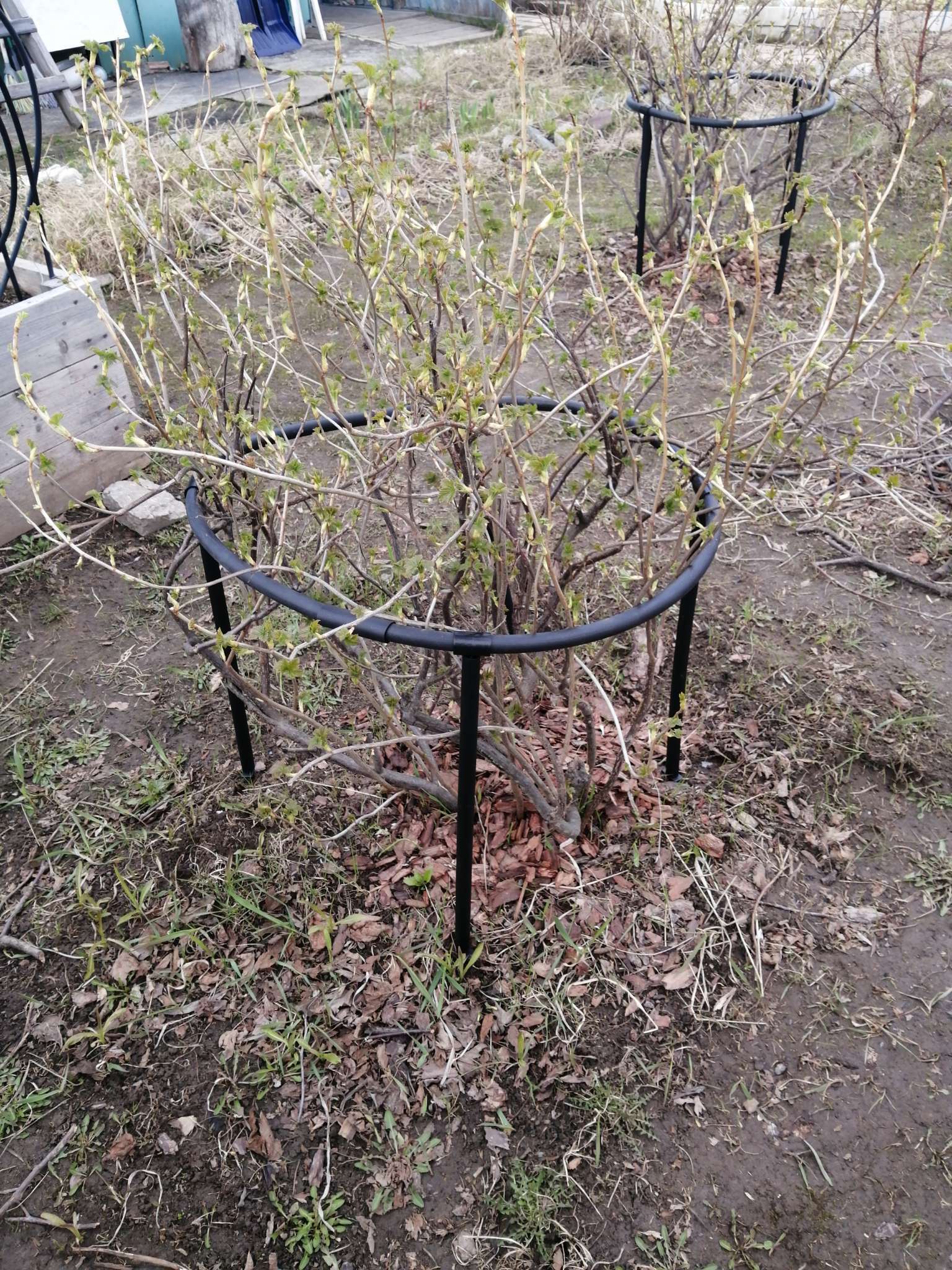 Фотография покупателя товара Кустодержатель, d=80 см, h=50 см, ножка d=2 см, пластик, чёрный, «Смородина +» - Фото 1