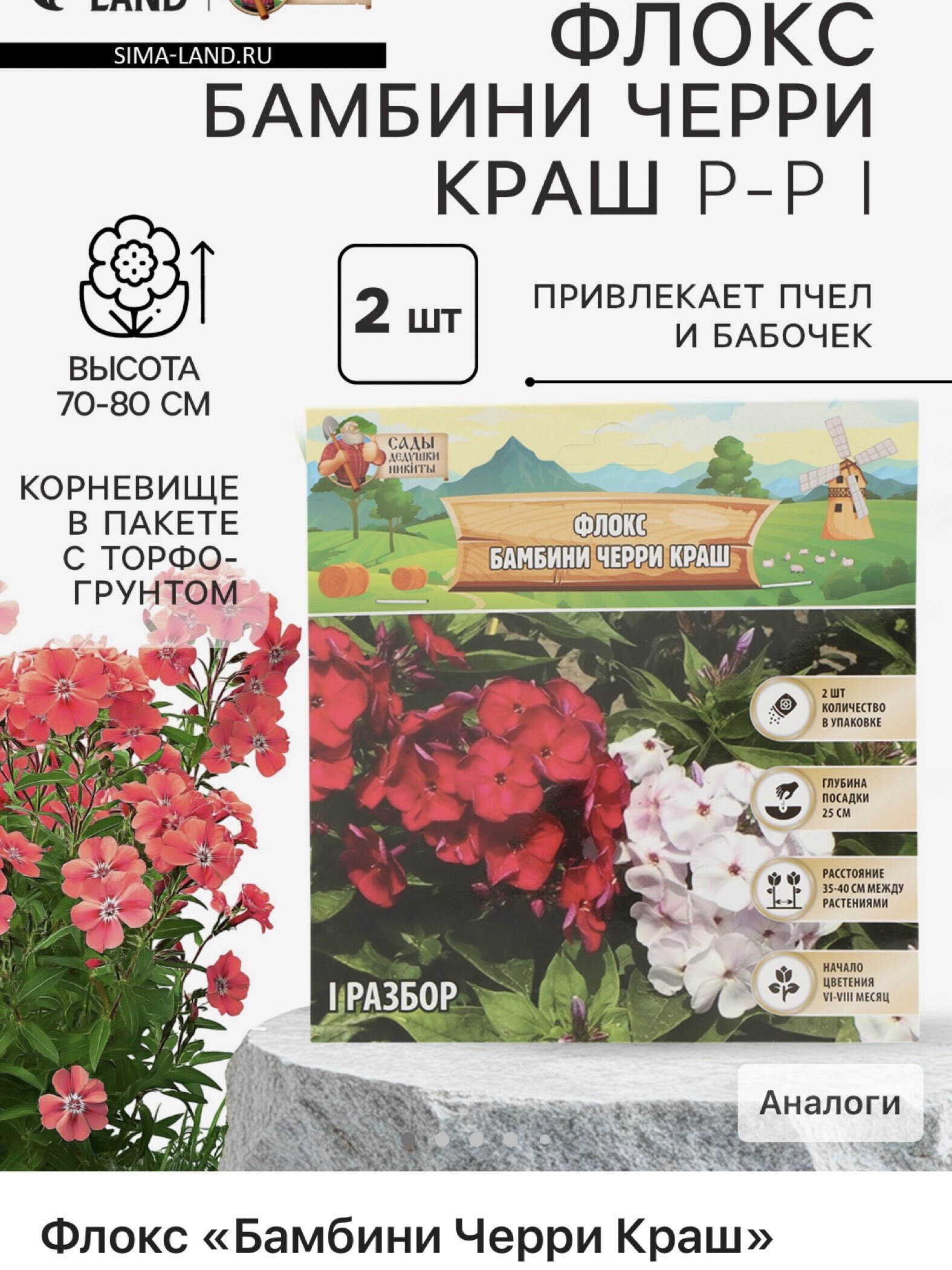 Фотография покупателя товара Флокс «Бамбини Черри Краш» корневище в пакете с торфогрунтом, р-р I, 2 шт. - Фото 4