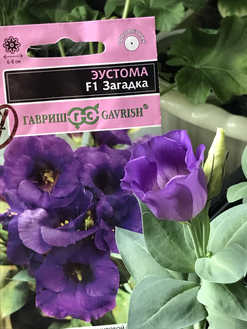 Фотография покупателя товара Семена цветов Эустома "Загадка", ц/п,   F1, 4 шт - Фото 1