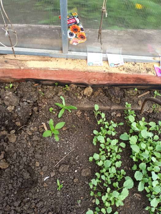 Фотография покупателя товара Семена Цветов Венидиум "Игра света", смесь сортов, ц/п, 0,1 г - Фото 5