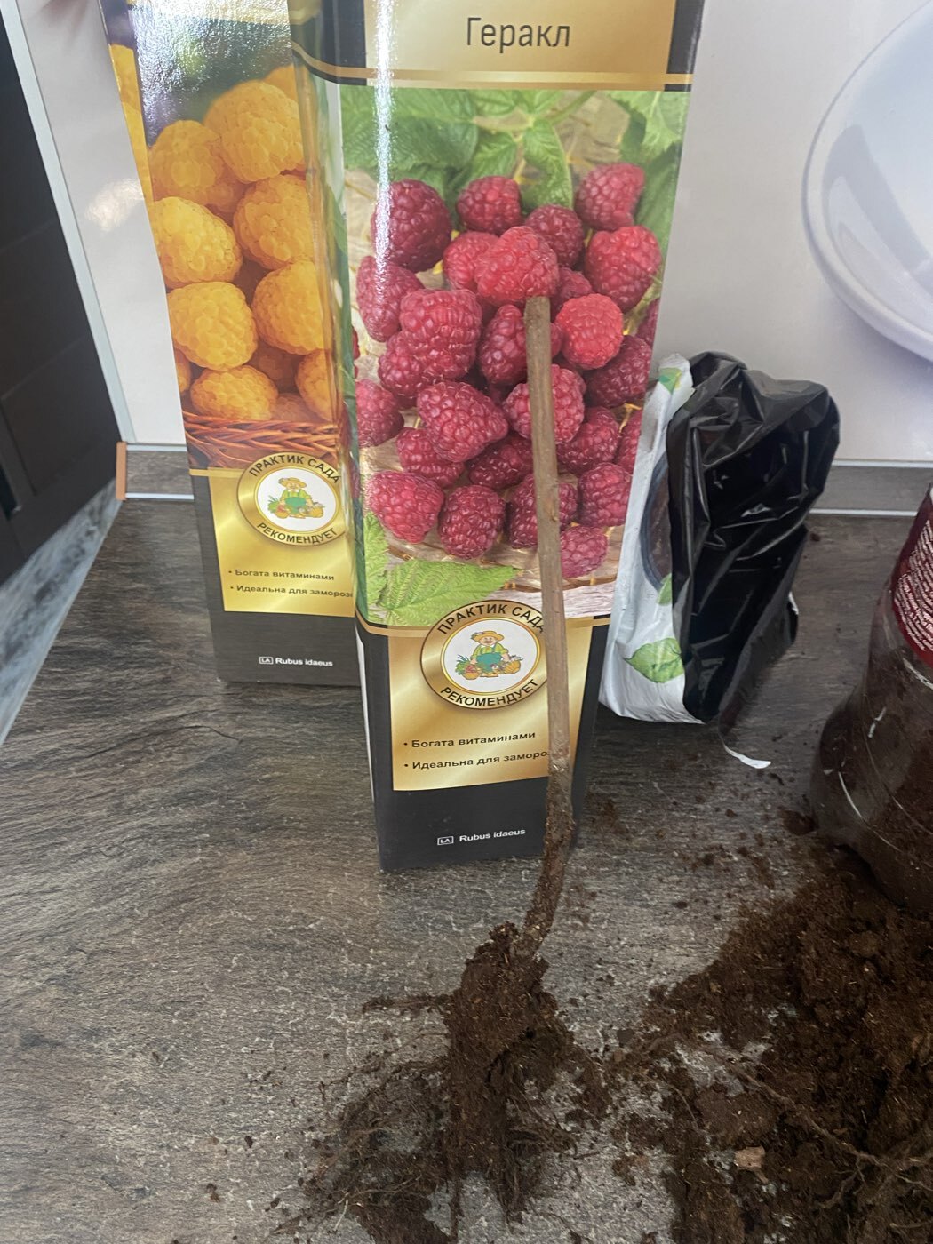 Фотография покупателя товара Малина ремонтантные сорта «Геракл », саженец, 1 шт., туба - Фото 3