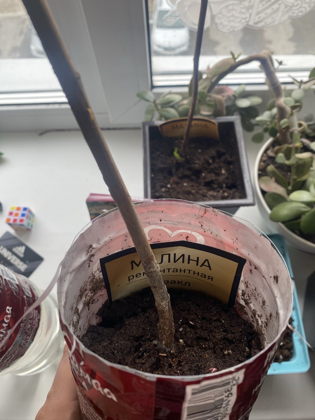 Фотография покупателя товара Малина ремонтантные сорта «Геракл », саженец, 1 шт., туба - Фото 4