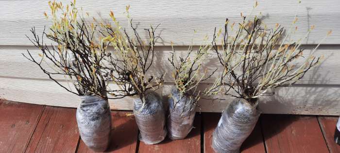 Фотография покупателя товара Спирея японская (Серия Северный сад) «Фробели» 1 шт., туба - Фото 1