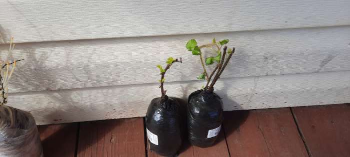 Фотография покупателя товара Ежемалина (Ежевика) "Бознберри (малина х ежевика)" 1 шт, туба, Весна 2025 - Фото 1