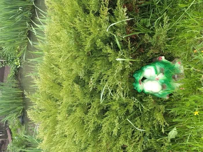 Фотография покупателя товара Садовая фигура из гипса «Две лягушки на лавочке», 31×20×29 см, МИКС - Фото 4