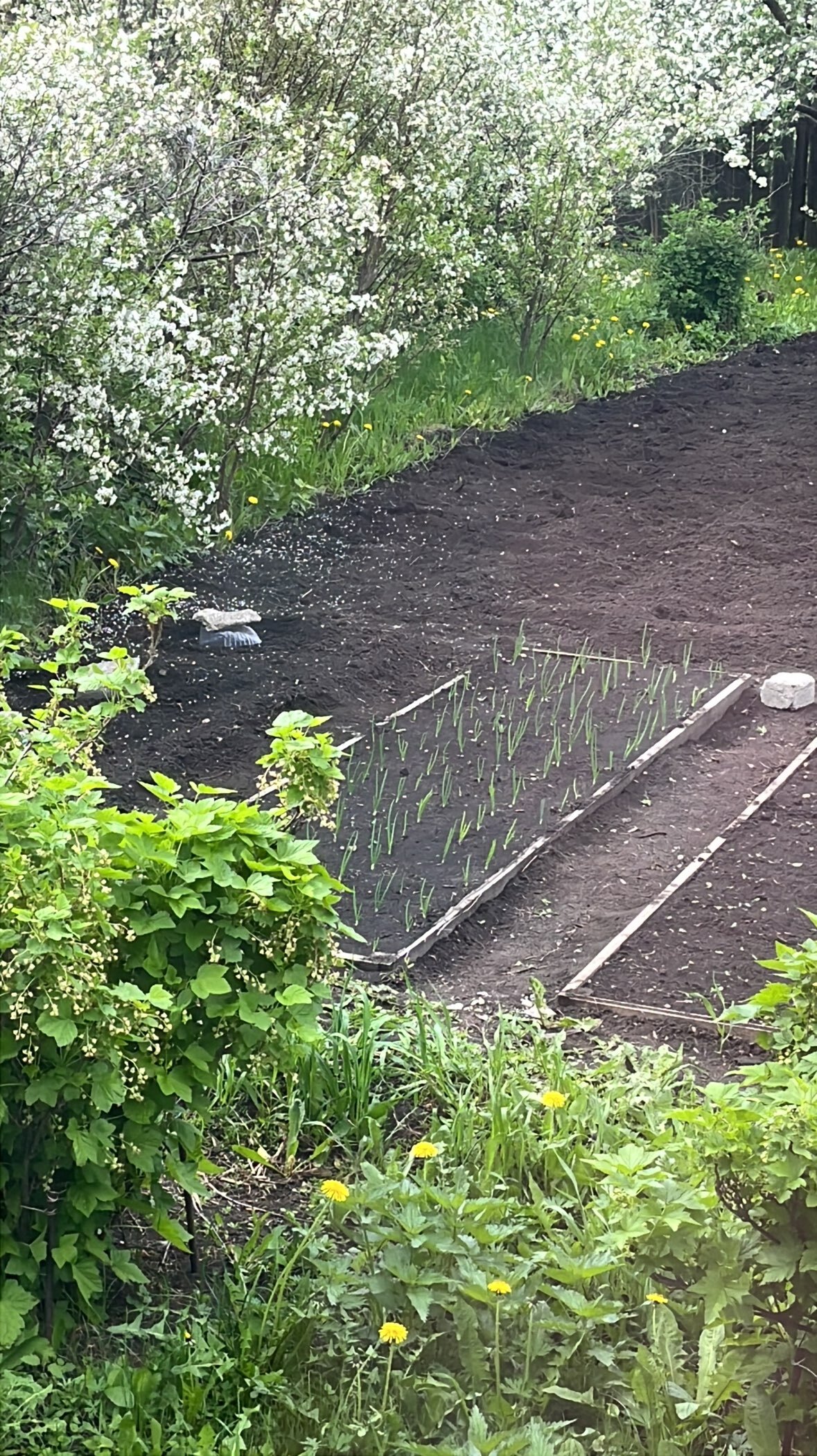 Фотография покупателя товара Лук севок Штутгартен ризен , р-р 18-21 1 кг, Весна 2025 - Фото 1