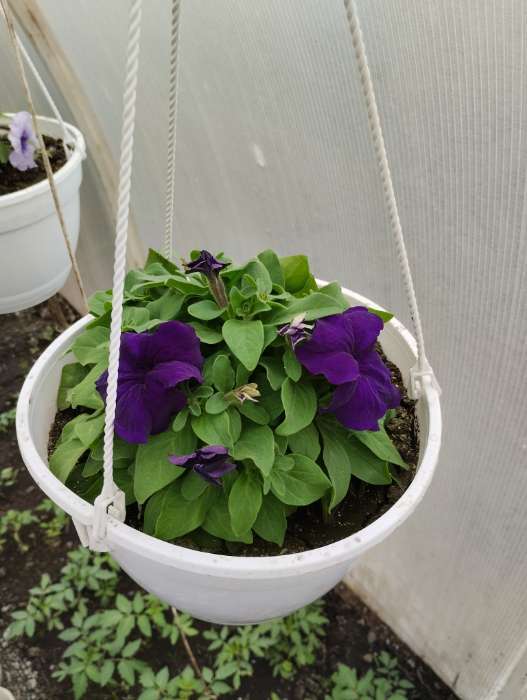 Фотография покупателя товара Семена Петуния Городские гиганты F1 синий бархат   Одн (драже в пробирке) Ц/П 7шт - Фото 1