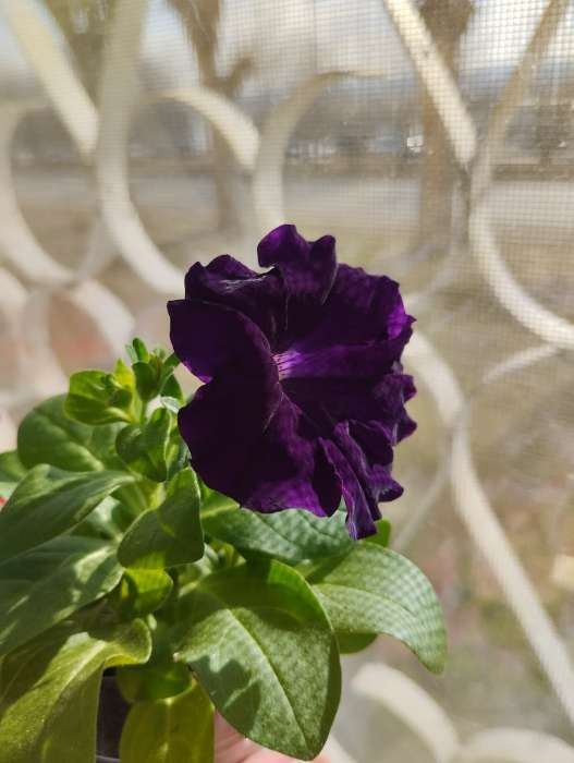 Фотография покупателя товара Семена Петуния Городские гиганты F1 синий бархат   Одн (драже в пробирке) Ц/П 7шт - Фото 2