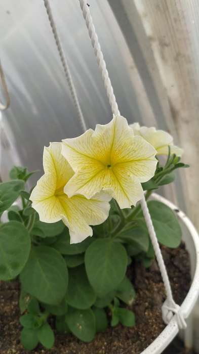 Фотография покупателя товара Семена цветов Петуния ампельная крупноцветковая "Лавина" Желтая звезда F1, О, драже 5 шт - Фото 3