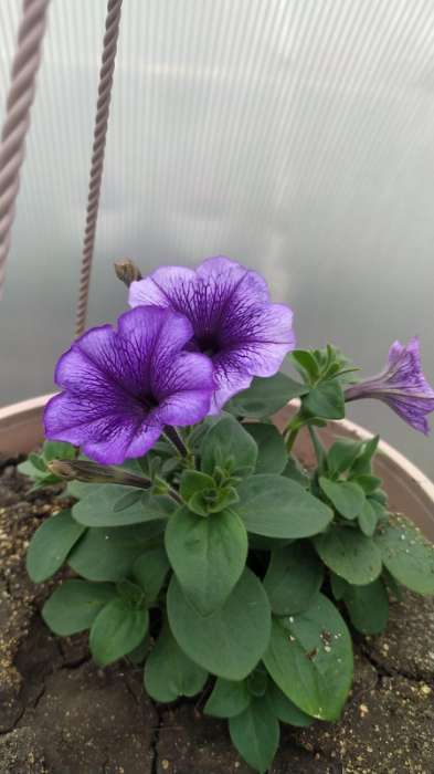 Фотография покупателя товара Семена цветов Петуния "Все звезды" F1 многоцветковая, смесь окрасок, О, 10 шт - Фото 2