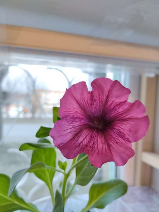 Фотография покупателя товара Семена цветов Петуния "Все звезды" F1 многоцветковая, смесь окрасок, О, 10 шт - Фото 6