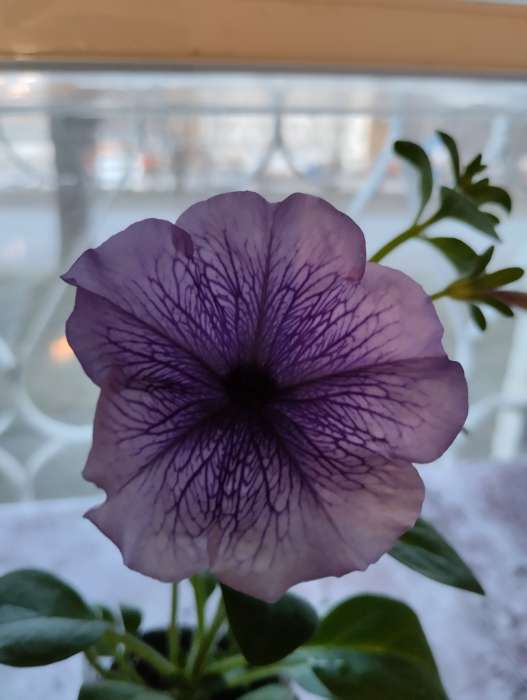 Фотография покупателя товара Семена цветов Петуния "Все звезды" F1 многоцветковая, смесь окрасок, О, 10 шт - Фото 5