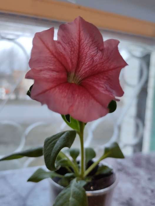 Фотография покупателя товара Семена цветов Петуния "Все звезды" F1 многоцветковая, смесь окрасок, О, 10 шт - Фото 4