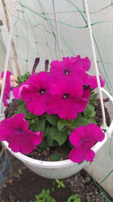 Фотография покупателя товара Семена Петуния Мамбо F1 пурпурная многоцветковая, 7 шт - Фото 8