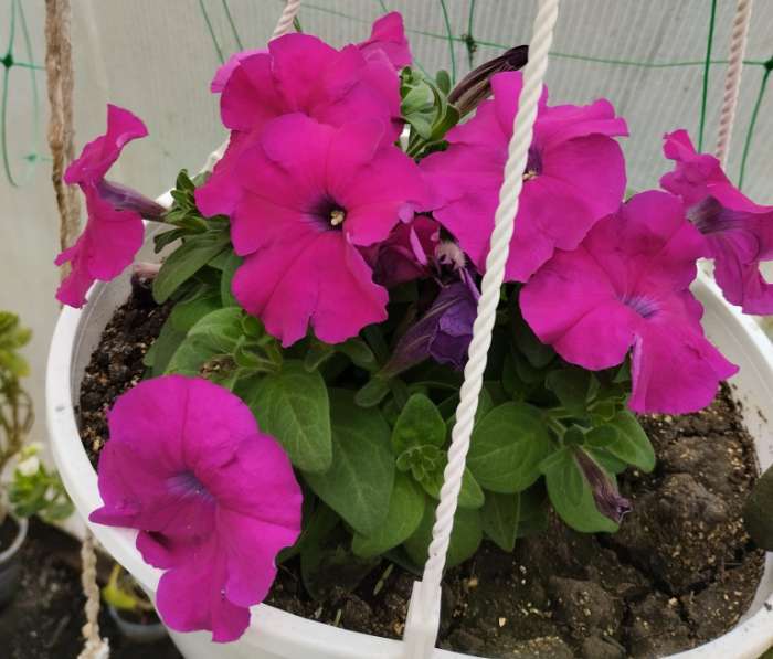 Фотография покупателя товара Семена Петуния Мамбо F1 пурпурная многоцветковая, 7 шт - Фото 7