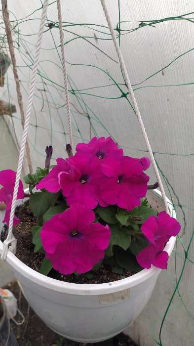 Фотография покупателя товара Семена Петуния Мамбо F1 пурпурная многоцветковая, 7 шт - Фото 11