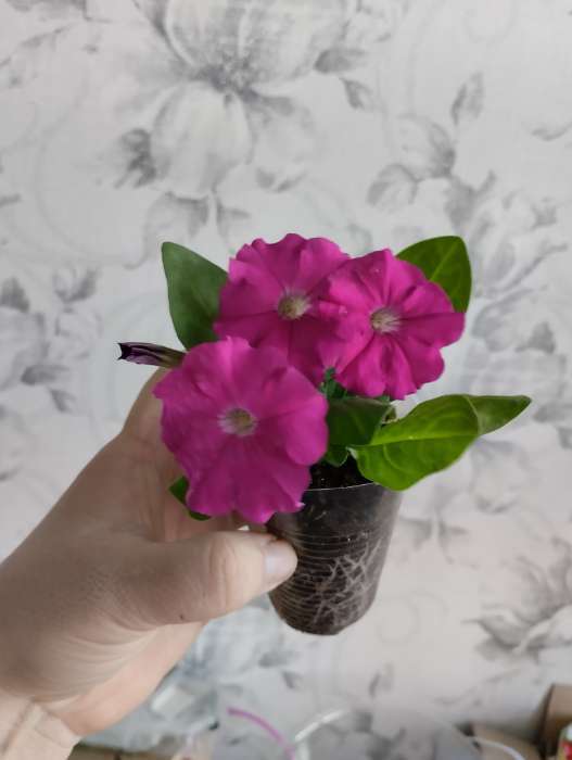 Фотография покупателя товара Семена Петуния Мамбо F1 пурпурная многоцветковая, 7 шт - Фото 10