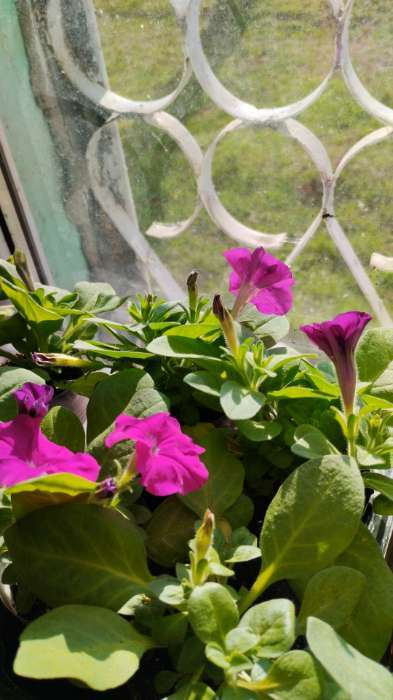 Фотография покупателя товара Семена Петуния Мамбо F1 пурпурная многоцветковая, 7 шт - Фото 9