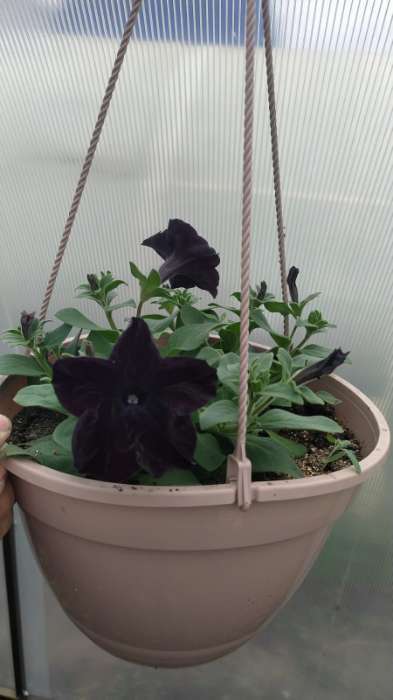 Фотография покупателя товара Семена Петуния Софистика черная F1 крупноцветковая, 4 шт., - Фото 5