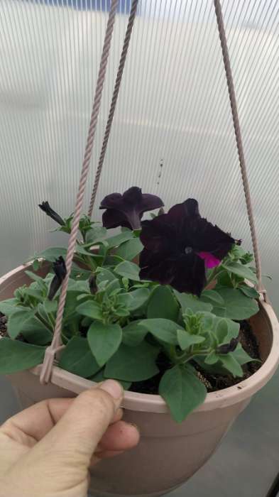 Фотография покупателя товара Семена Петуния Софистика черная F1 крупноцветковая, 4 шт., - Фото 4