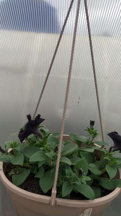 Фотография покупателя товара Семена Петуния Софистика черная F1 крупноцветковая, 4 шт., - Фото 3