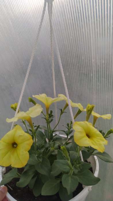 Фотография покупателя товара Семена цветов Петуния "Лавина", желтый каприз F1, 5 др - Фото 2