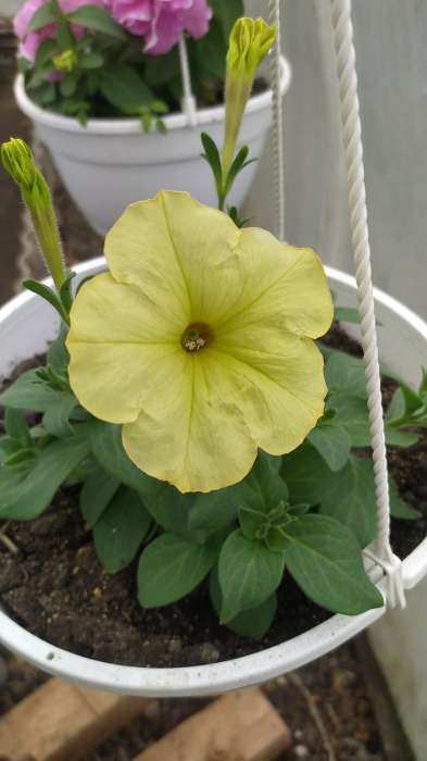 Фотография покупателя товара Семена цветов Петуния "Лавина", желтый каприз F1, 5 др - Фото 3