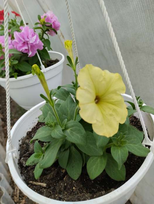 Фотография покупателя товара Семена цветов Петуния "Лавина", желтый каприз F1, 5 др - Фото 1