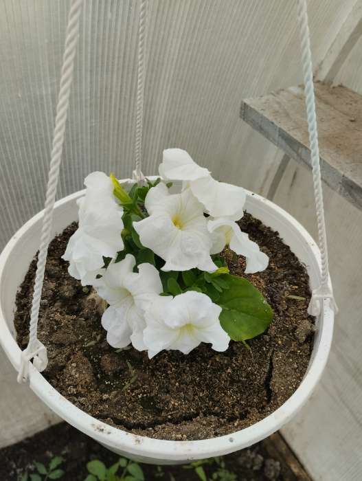 Фотография покупателя товара Семена цветов Петуния «Лимбо Вайт», F1, 7 шт., «Семена Алтая» - Фото 2