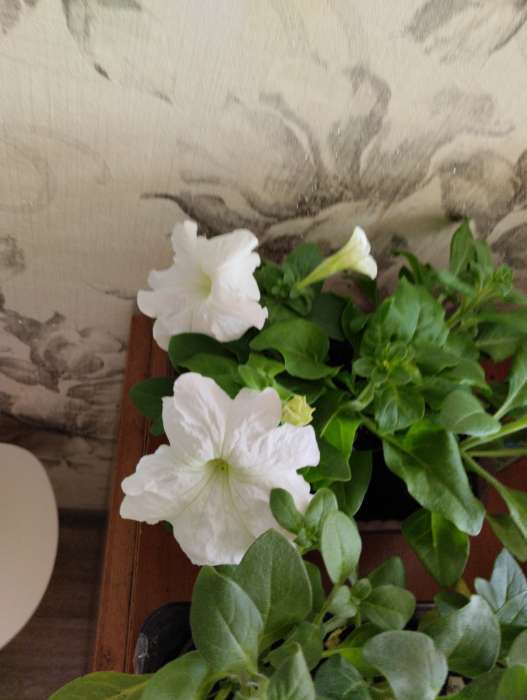 Фотография покупателя товара Семена цветов Петуния «Лимбо Вайт», F1, 7 шт., «Семена Алтая» - Фото 4