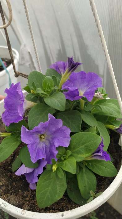 Фотография покупателя товара Семена Цветов Петуния "Городская", F1, волшебница, 7 шт драже в пробирке - Фото 7