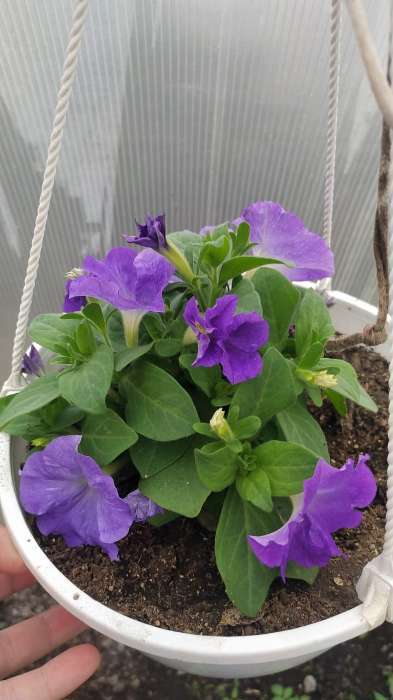 Фотография покупателя товара Семена Цветов Петуния "Городская", F1, волшебница, 7 шт драже в пробирке - Фото 8