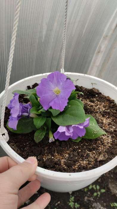 Фотография покупателя товара Семена Цветов Петуния "Городская", F1, волшебница, 7 шт драже в пробирке - Фото 6