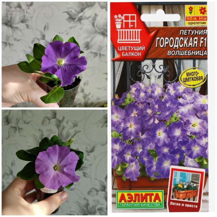 Фотография покупателя товара Семена Цветов Петуния "Городская", F1, волшебница, 7 шт драже в пробирке - Фото 4