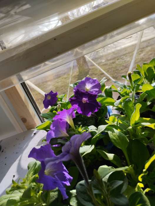 Фотография покупателя товара Семена Цветов Петуния "Городская", F1, волшебница, 7 шт драже в пробирке - Фото 5