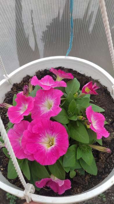 Фотография покупателя товара Семена Цветов Петуния "Городская", F1, утренняя, драже в пробирке, 7 шт - Фото 6