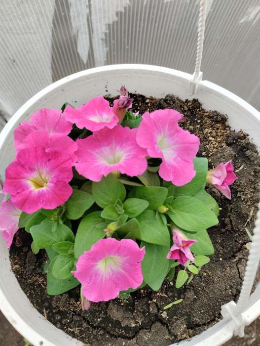 Фотография покупателя товара Семена Цветов Петуния "Городская", F1, утренняя, драже в пробирке, 7 шт - Фото 5